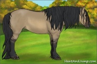 Horse Color:Brown Dun