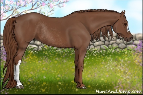 Horse Color:Chestnut Rabicano