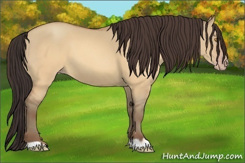 Horse Color:Sable Champagne Dun 