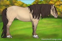 Horse Color:Sable Champagne Dun 