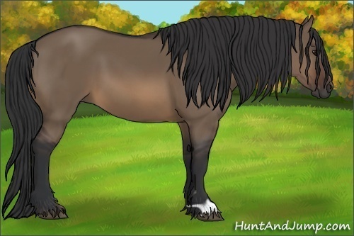 Horse Color:Brown Dun 