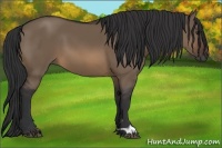 Horse Color:Brown Dun 