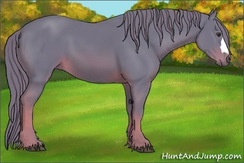 Horse Color:Watercolor Chestnut 