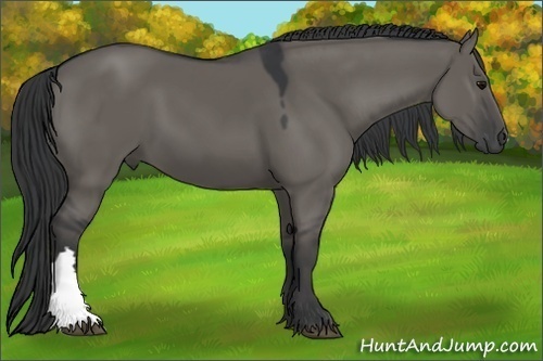 Horse Color:Grullo 