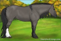 Horse Color:Grullo 