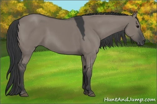 Horse Color:Grullo