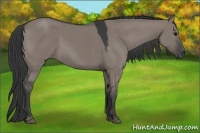 Horse Color:Grullo 