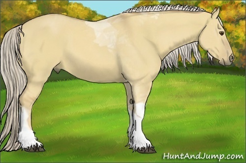 Horse Color:Palomino Dun Tobiano