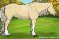 Horse Color:Palomino Dun Tobiano 