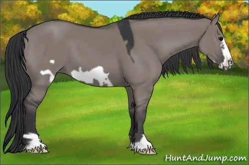 Horse Color:Grullo Frame 