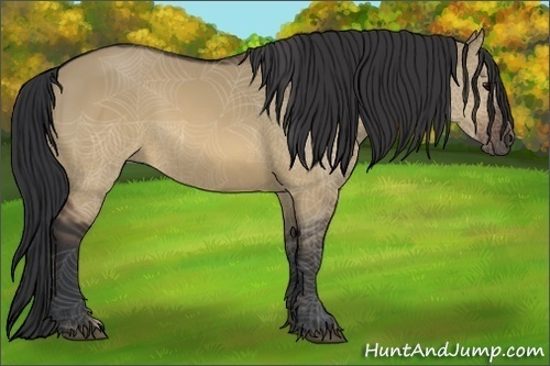Horse Color:Brown Dun 
