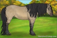 Horse Color:Brown Dun