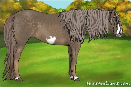 Horse Color:Chocolate Palomino Frame 