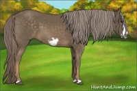 Horse Color:Chocolate Palomino Frame 