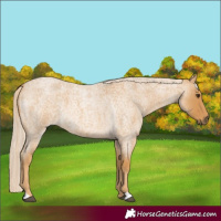 Horse Color:Palomino Roan 