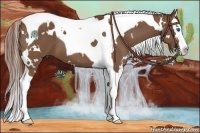 Horse Color:White Spotted Chestnut Splash Tobiano