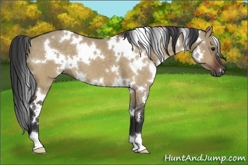 Horse Color:White Spotted Bay Dun