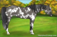 Horse Color:White Spotted Grullo 