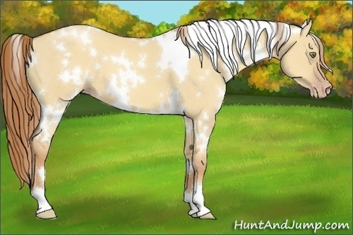 Horse Color:White Spotted Gold Champagne Dun