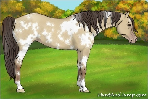 Horse Color:White Spotted Classic Champagne Dun