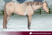 Horse Color:Amber Champagne Tobiano Appaloosa 
