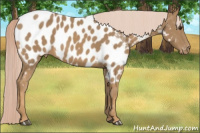 Horse Color:Palomino Near Leopard