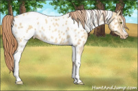 Horse Color:Gold Champagne Roan Dun Splash Tobiano Frame Appaloosa Rabicano 