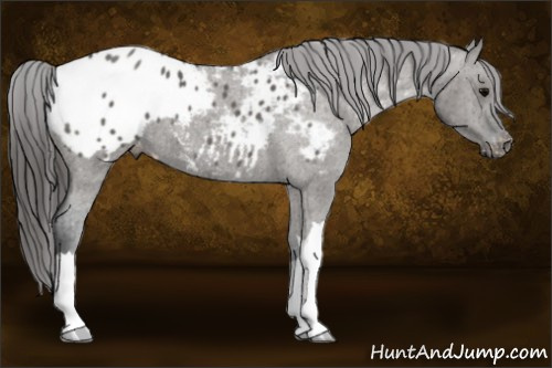 Horse Color:Grullo Appaloosa