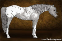 Horse Color:Grullo Appaloosa 