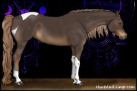 Horse Color:Liver Chestnut Tobiano