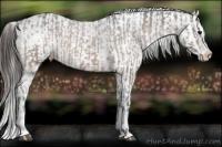 Horse Color:Brown Sabino Splash Appaloosa and Brown Sabino Splash Appaloosa