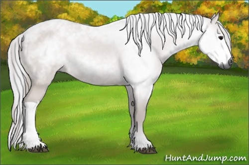 Horse Color:Gray Bay 