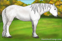 Horse Color:Gray Bay