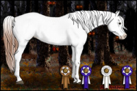 Horse Color:Bay Appaloosa  and Bay Appaloosa 