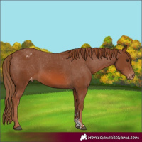 Horse Color:Chestnut Sabino Varnish 