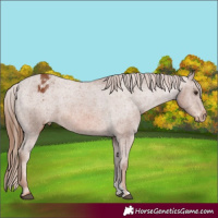 Horse Color:Chestnut Sabino Appaloosa 