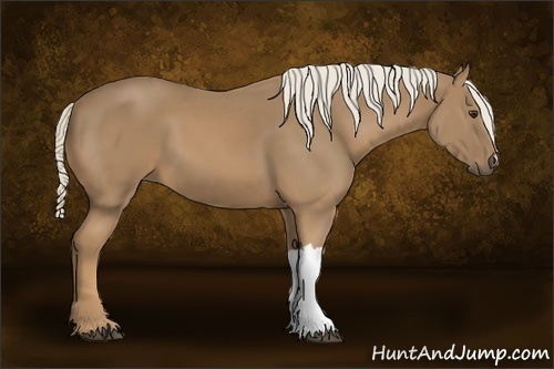 Horse Color:Palomino