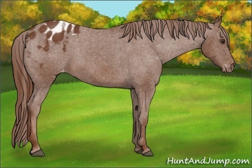 Horse Color:Chestnut Appaloosa 