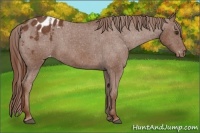 Horse Color:Chestnut Appaloosa 
