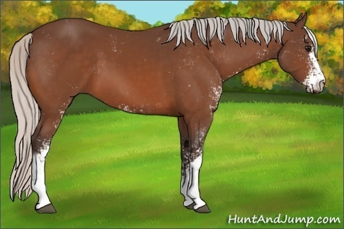 Horse Color:Silver Brown Sabino 