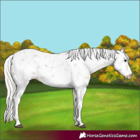 Horse Color:Silver Brown Sabino 