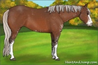 Horse Color:Silver Brown Sabino 