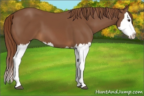 Horse Color:Chestnut Splash 