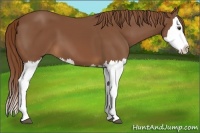 Horse Color:Chestnut Splash 