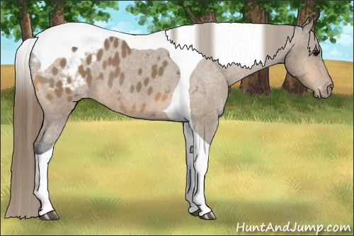 Horse Color:Buckskin Tobiano Blanket