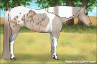 Horse Color:Buckskin Tobiano Blanket