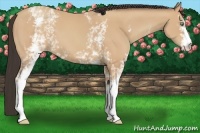 Horse Color:White Spotted Amber Champagne 
