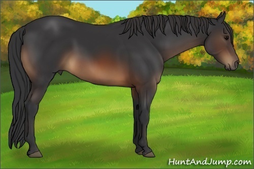 Horse Color:Brown 