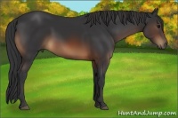 Horse Color:Brown 