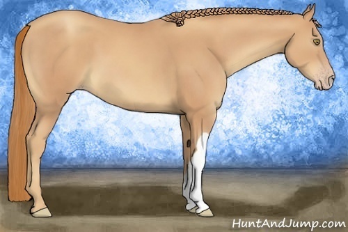Horse Color:Gold Champagne 